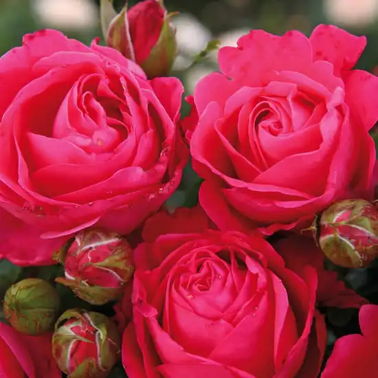 Trandafiri hibrizi Tea - Trandafiri - Cherry Lady® - 
